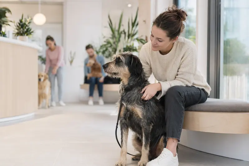 Ein Kaikadi Hund sitzt ruhig neben seinem Besitzer im hellen Wartezimmer einer Tierarztpraxis.